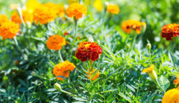 Marigold flowers