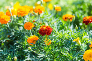 Marigold flowers growing in garden.