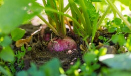 Radish growing in soil