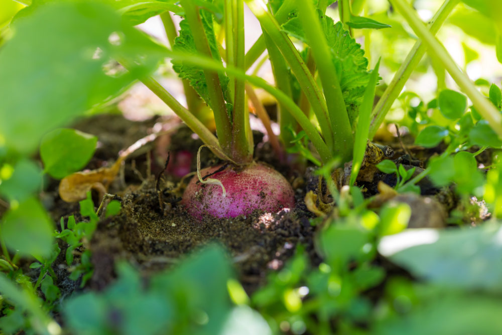 How To Prepare A Garden For A Fall Harvest My Gut Instinct
