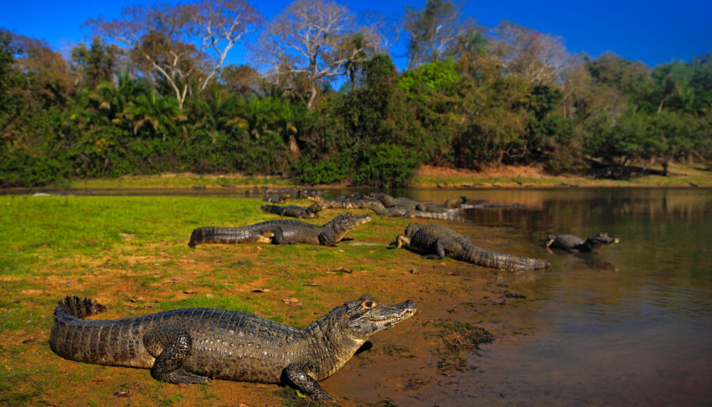 Caiman, Yacare Caiman, crocodiles in the river surface, evening with blue sky, animals in the nature habitat. Pantanal, Brazil