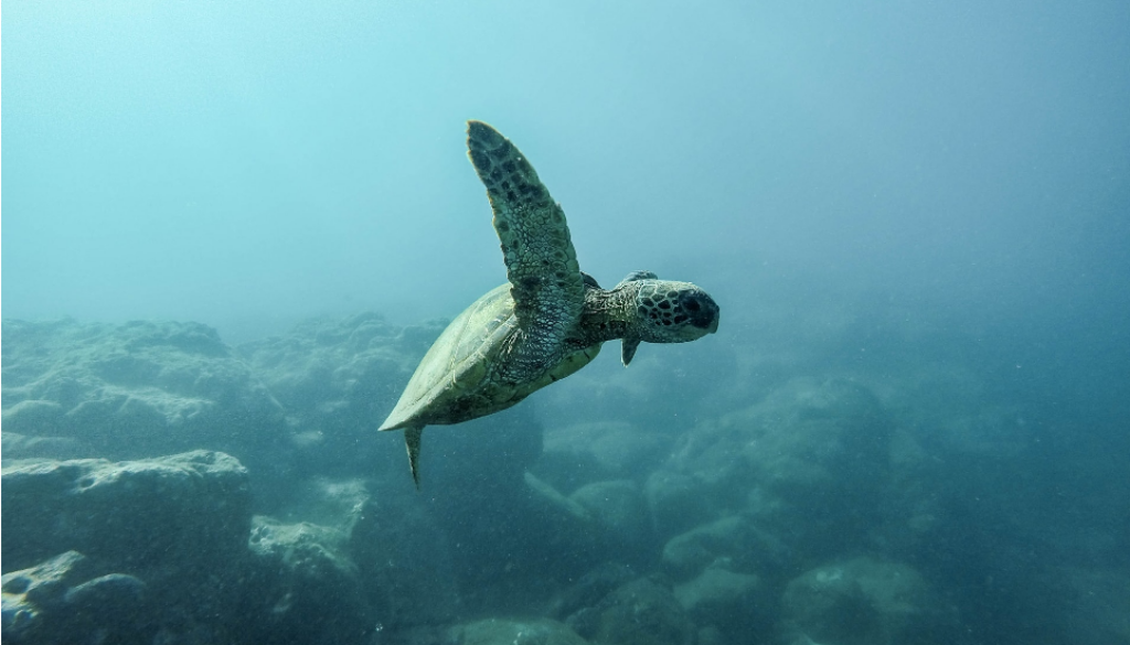 sea-turtle