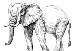 elephant