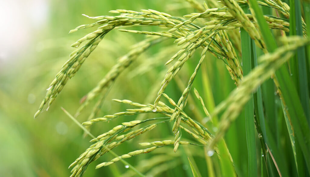 Close to Rice plant on paddy field in Thailand.