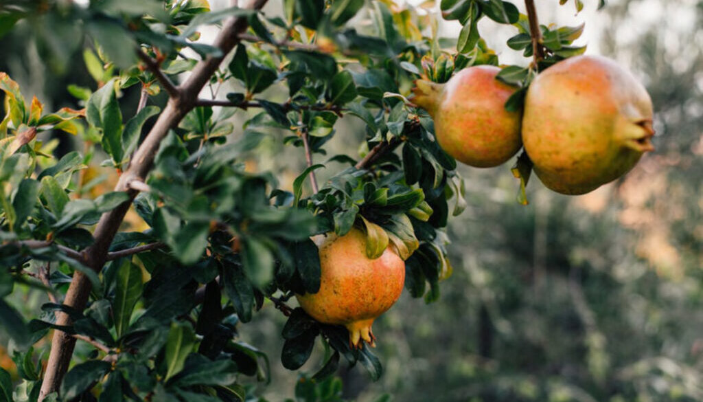 pomegranate-tree