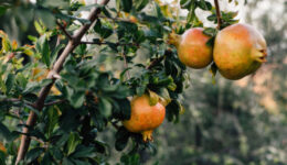 pomegranate-tree