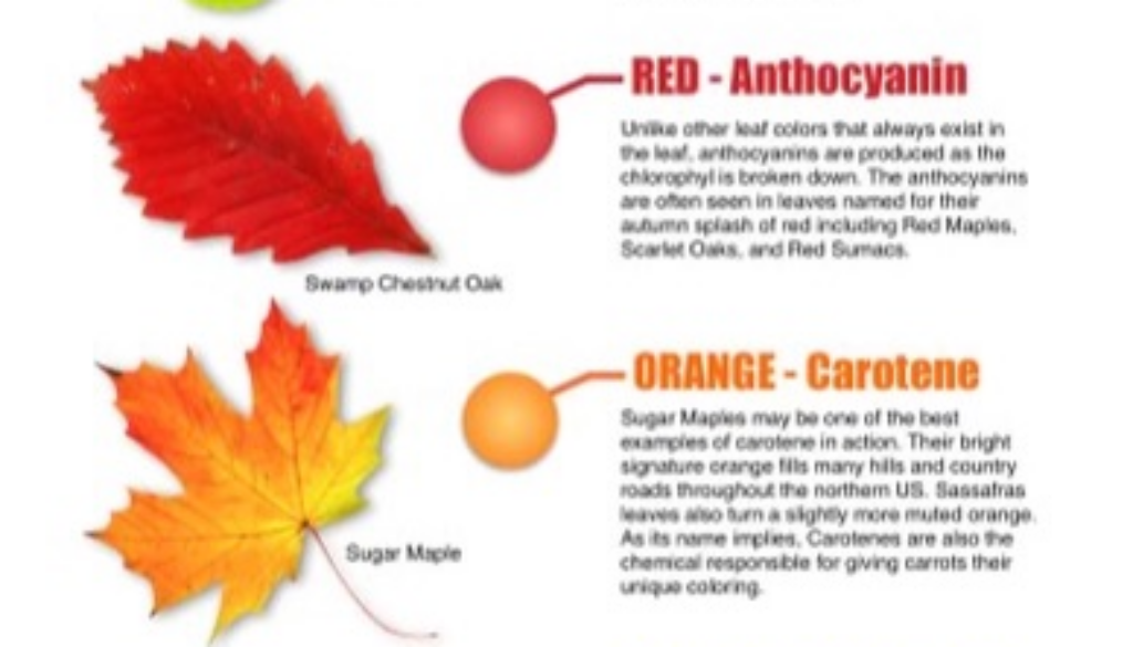 leaf-color-chart