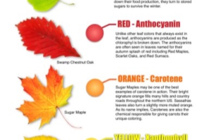 leaf-color-chart