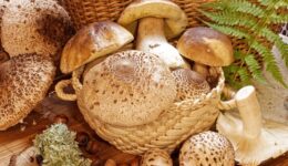 mushrooms-edible