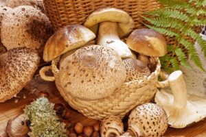 mushrooms-edible