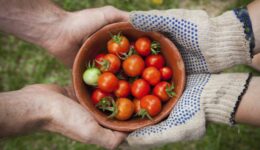 hand-to-farmer-hand-bowl-tomatoes