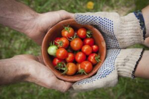 hand-to-farmer-hand-bowl-tomatoes