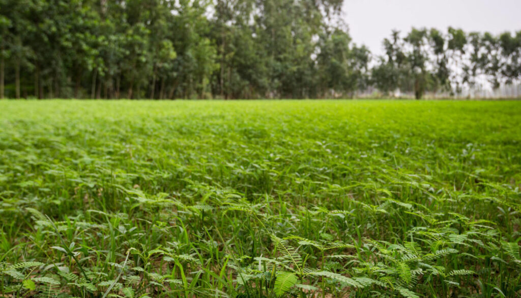 Nitrogen-fixing-Cover-Crop-Pavitramenthe-Bareilly-India-2-1600x1067