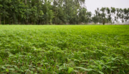 Nitrogen-fixing-Cover-Crop-Pavitramenthe-Bareilly-India-2-1600x1067