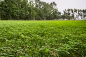 Nitrogen-fixing-Cover-Crop-Pavitramenthe-Bareilly-India-2-1600x1067