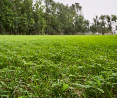 Nitrogen-fixing-Cover-Crop-Pavitramenthe-Bareilly-India-2-1600x1067