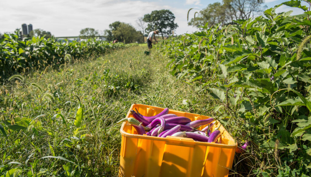 rodale-eggplant-harvest-asc-e1554311379195-1600x1065