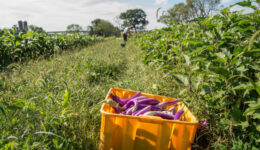 rodale-eggplant-harvest-asc-e1554311379195-1600x1065