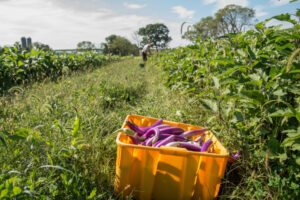 rodale-eggplant-harvest-asc-e1554311379195-1600x1065