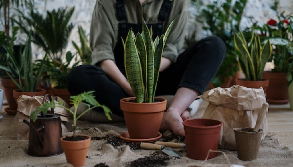 succulents-gardening