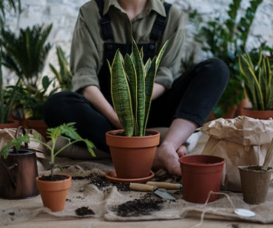 succulents-gardening