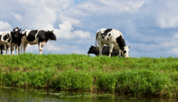 EFM_Blog_Banner_grass_fed_refresh_1500x