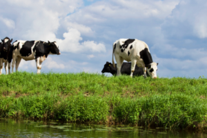 EFM_Blog_Banner_grass_fed_refresh_1500x