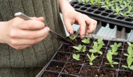 growth-mindset-gardening