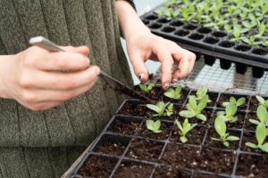 growth-mindset-gardening