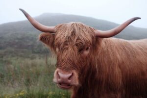 irishcows]