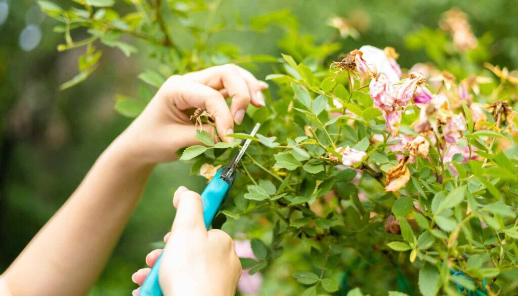 spruce-deadheadingflowers-AnnaCinaroglu-d884c77e8f614020a8640ffe74b20546
