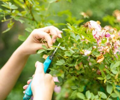 spruce-deadheadingflowers-AnnaCinaroglu-d884c77e8f614020a8640ffe74b20546 spruce-deadheadingflowers-AnnaCinaroglu-d884c77e8f614020a8640ffe74b20546