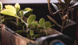 upcycling upcycling