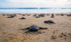 DRRR202311_HurricaneOtisResponse_067_454658_reduced