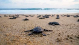 DRRR202311_HurricaneOtisResponse_067_454658_reduced