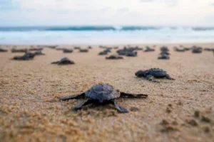 DRRR202311_HurricaneOtisResponse_067_454658_reduced