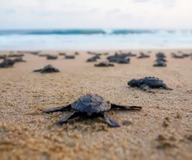 DRRR202311_HurricaneOtisResponse_067_454658_reduced