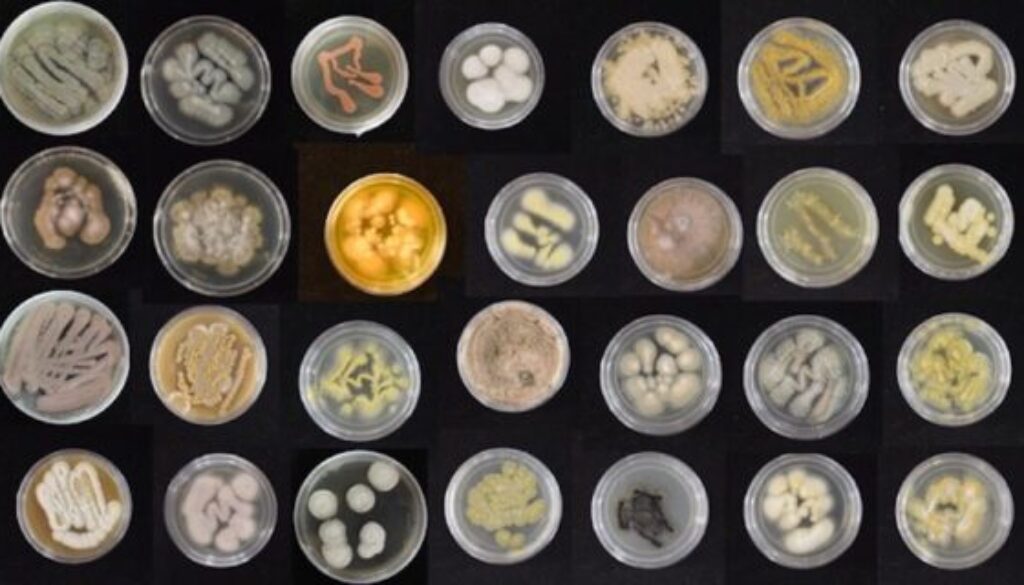 IMG_0815_variety-of-marine-fungi-_-Syrena-Whitner-copy-569x320