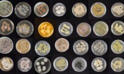 IMG_0815_variety-of-marine-fungi-_-Syrena-Whitner-copy-569x320