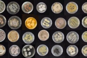 IMG_0815_variety-of-marine-fungi-_-Syrena-Whitner-copy-569x320