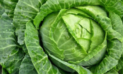 cabbage