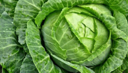 cabbage