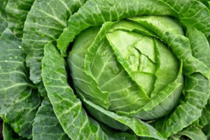 cabbage
