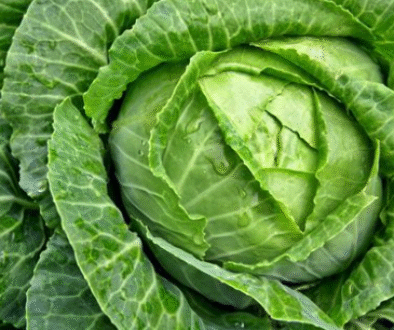 cabbage