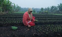 Farmer planting in haze of smoke in Kalimantan Indonesia-CC-Aulia Erlangga_CIFOR-2015 (1)