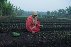 Farmer planting in haze of smoke in Kalimantan Indonesia-CC-Aulia Erlangga_CIFOR-2015 (1)